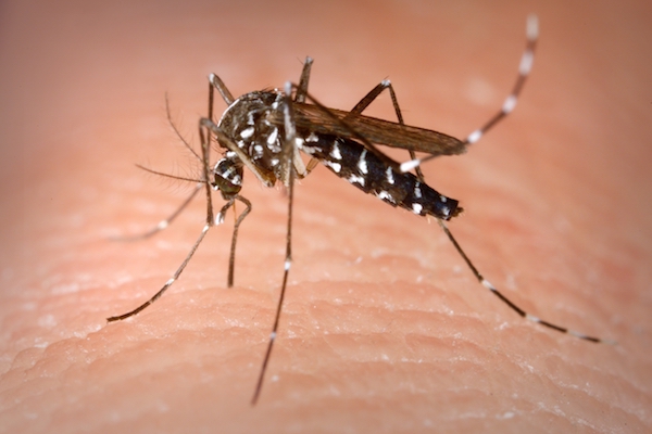 Поновни третмани одраслих форми комараца 