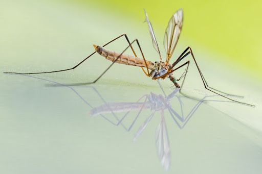 Tретман сузбијања ларви комараца